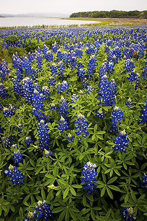 Bluebonnets on Shoreline, Hill Country, TX